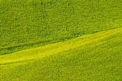 Marches (Italy) - Field of sunflowers Stock Photos Marches (Italy) - Field of sunflowers Stock Photos