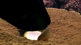 Margaritifera do Pinctada no fundo do mar surpreendente subaquático do acropora coral em Maldivas video estoque Margaritifera do Pinctada no fundo do mar surpreendente subaquático do acropora coral em Maldivas video estoque