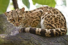 Margay que se sienta en la rama en el bosque tropical imagen de archivo Margay que se sienta en la rama en el bosque tropical imagen de archivo