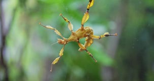 Margin-winged stick insect closeup footage