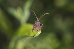 Marginatus de Coreus, vivant dans la nature, vue d'en haut image libre de droits Marginatus de Coreus, vivant dans la nature, vue d'en haut image libre de droits