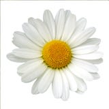 Marguerite blanche Photo libre de droits Marguerite blanche Photo libre de droits