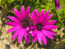 Marguerites africaines pourpres images libres de droits Marguerites africaines pourpres images libres de droits