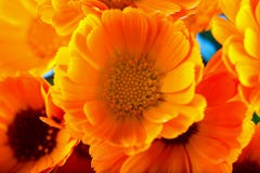 Marguerites jaunes dans un groupe Photo stock Marguerites jaunes dans un groupe Photo stock