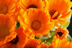 Marguerites jaunes vues d'en haut Photos libres de droits Marguerites jaunes vues d'en haut Photos libres de droits