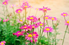 Marguerites roses dans le jardin le papier peint naturel, fond pour la conception, endroit pour le texte, ressort fleurit Images libres de droits Marguerites roses dans le jardin le papier peint naturel, fond pour la conception, endroit pour le texte, ressort fleurit Images libres de droits