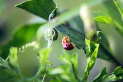 Marienkäfer, der oben auf das Gras geht lizenzfreie stockfotografie Marienkäfer, der oben auf das Gras geht lizenzfreie stockfotografie