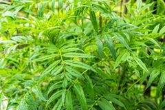 Marigold Leafs royalty free stock photography Marigold Leafs royalty free stock photography