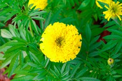 Marigold το λουλούδι κίτρινο στο δέντρο στο όμορφο υπόβαθρο κήπων με το διάστημα αντιγράφων προσθέτει τα λουλούδια Calendula κειμ Στοκ Φωτογραφίες Marigold το λουλούδι κίτρινο στο δέντρο στο όμορφο υπόβαθρο κήπων με το διάστημα αντιγράφων προσθέτει τα λουλούδια Calendula κειμ Στοκ Φωτογραφίες