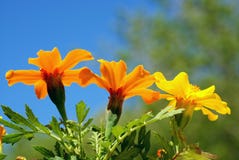 Marigolds Below Royalty Free Stock Photography