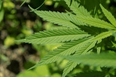Marihuanabladeren, cannabis op een donkere achtergrond, mooie achtergrond, binnencultuur Hoge cannabis - kwaliteit Textuurmarihua royalty-vrije stock afbeeldingen Marihuanabladeren, cannabis op een donkere achtergrond, mooie achtergrond, binnencultuur Hoge cannabis - kwaliteit Textuurmarihua royalty-vrije stock afbeeldingen