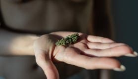 Marijuana buds in woman hands close-up royalty free stock images Marijuana buds in woman hands close-up royalty free stock images