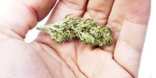 Marijuana i handen, cannabislegalisering arkivbild Marijuana i handen, cannabislegalisering arkivbild