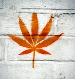 Marijuana Leaf Royalty Free Stock Photo Marijuana Leaf Royalty Free Stock Photo