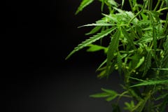 Marijuana leaves, cannabis on a dark background, beautiful background, indoor cultivation stock images Marijuana leaves, cannabis on a dark background, beautiful background, indoor cultivation stock images