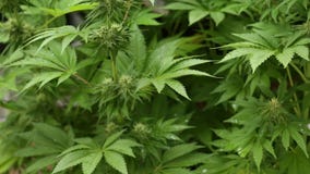 Marijuana médicale du pays de cannabis un jour pluvieux clips vidéos Marijuana médicale du pays de cannabis un jour pluvieux clips vidéos