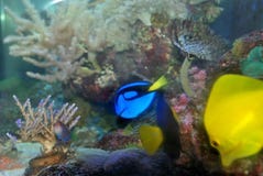 Marine Aquarium Royalty Free Stock Photo