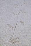 Marine iguana footprints on a beach, Espanola Island, Galapagos National park, Ecuador royalty free stock photos Marine iguana footprints on a beach, Espanola Island, Galapagos National park, Ecuador royalty free stock photos