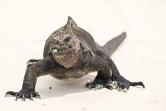 Marine iguana on Galapagos islands stock photo Marine iguana on Galapagos islands stock photo