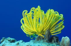 Marine Life - Yellow Crinoid Royalty Free Stock Images
