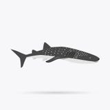 Marine Predator Shark Design Flat Imagens de Stock Marine Predator Shark Design Flat Imagens de Stock