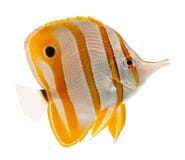 Marinefische, Schnabel coralfish, copperband butterflyf lizenzfreies stockbild Marinefische, Schnabel coralfish, copperband butterflyf lizenzfreies stockbild