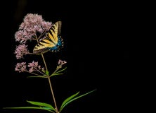 Mariposa amarilla del swordtail en una planta con las pequeñas flores con un fondo negro fotos de archivo libres de regalías Mariposa amarilla del swordtail en una planta con las pequeñas flores con un fondo negro fotos de archivo libres de regalías