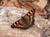 Mariposa anaranjada y negra brillante del virrey que descansa sobre piedra en sol de la mañana pronto después de eclosing de cris fotos de archivo libres de regalías Mariposa anaranjada y negra brillante del virrey que descansa sobre piedra en sol de la mañana pronto después de eclosing de cris fotos de archivo libres de regalías