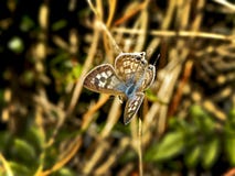 Mariposa azul común 2 Foto de archivo libre de regalías Mariposa azul común 2 Foto de archivo libre de regalías