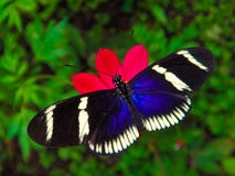 Mariposa de Costa Rican Imágenes de archivo libres de regalías Mariposa de Costa Rican Imágenes de archivo libres de regalías