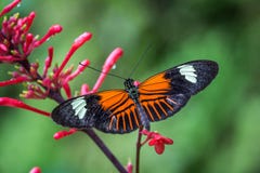 Mariposa de Doris Longwing en una flor roja foto de archivo Mariposa de Doris Longwing en una flor roja foto de archivo