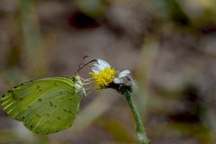 mariposa de la hierba común o hecabe amarilla de Eurema imagen de archivo libre de regalías mariposa de la hierba común o hecabe amarilla de Eurema imagen de archivo libre de regalías