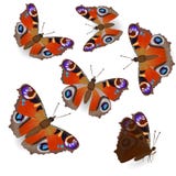 Mariposa de pavo real hermosa aislada en el fondo blanco en diversas posiciones, en vuelo y en sentarse V?spera de Todos los Sant libre illustration Mariposa de pavo real hermosa aislada en el fondo blanco en diversas posiciones, en vuelo y en sentarse V?spera de Todos los Sant libre illustration