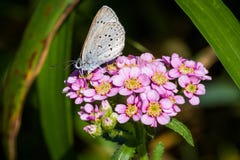 Mariposa del agriolus de Azure Celastrina de la primavera en la milenrama china foto de archivo libre de regalías Mariposa del agriolus de Azure Celastrina de la primavera en la milenrama china foto de archivo libre de regalías