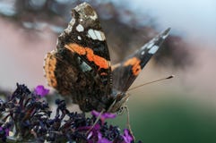 Mariposa del almirante que se sienta en las floraciones foto de archivo libre de regalías Mariposa del almirante que se sienta en las floraciones foto de archivo libre de regalías