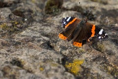 Mariposa del almirante que se sienta en piedra concreta fotos de archivo Mariposa del almirante que se sienta en piedra concreta fotos de archivo