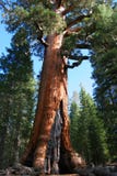 Mariposa Grove Royalty Free Stock Image Mariposa Grove Royalty Free Stock Image