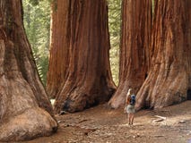 Mariposa Grove Redwoods