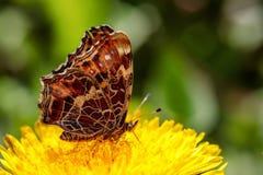 Mariposa hermosa en una flor amarilla del diente de león en un campo verde Imagen de archivo libre de regalías Mariposa hermosa en una flor amarilla del diente de león en un campo verde Imagen de archivo libre de regalías