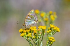 mariposa Plata-lavada del fritillary, paphia del Argynnis, primer Imagen de archivo mariposa Plata-lavada del fritillary, paphia del Argynnis, primer Imagen de archivo