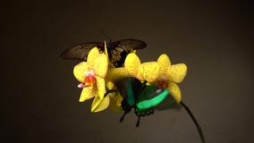 Mariposas en una flor Mariposas en una flor