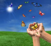 Mariposas que vuelan al aire libre hacia el Sun fotografía de archivo Mariposas que vuelan al aire libre hacia el Sun fotografía de archivo