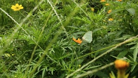 Mariposas salvajes verdes encaramadas en las flores anaranjadas imagenes de archivo Mariposas salvajes verdes encaramadas en las flores anaranjadas imagenes de archivo