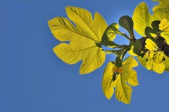 Mariquita imágenes de archivo libres de regalías Mariquita imágenes de archivo libres de regalías