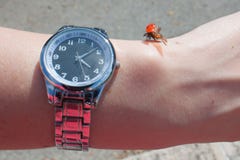 Mariquita a mano con un reloj en día de verano soleado fotografía de archivo Mariquita a mano con un reloj en día de verano soleado fotografía de archivo