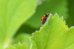 Mariquita roja, mariquita que se arrastra en la hoja verde de la pasa en el g foto de archivo libre de regalías Mariquita roja, mariquita que se arrastra en la hoja verde de la pasa en el g foto de archivo libre de regalías