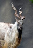 Markhor Goat Royalty Free Stock Images