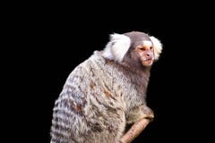 Marmoset που απομονώνεται στο μαύρο υπόβαθρο στοκ εικόνα με δικαίωμα ελεύθερης χρήσης Marmoset που απομονώνεται στο μαύρο υπόβαθρο στοκ εικόνα με δικαίωμα ελεύθερης χρήσης