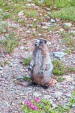 Marmot blanchi posant dans le sentier de randonnée au lac caché donnent sur Glacier NP montana LES Etats-Unis photographie stock libre de droits Marmot blanchi posant dans le sentier de randonnée au lac caché donnent sur Glacier NP montana LES Etats-Unis photographie stock libre de droits