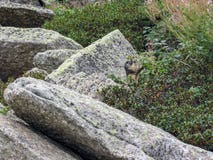 Marmota Marmota μαρμοτών στο φυσικό βιότοπο, Πυρηναία, νότος της Γαλλίας στοκ φωτογραφία Marmota Marmota μαρμοτών στο φυσικό βιότοπο, Πυρηναία, νότος της Γαλλίας στοκ φωτογραφία